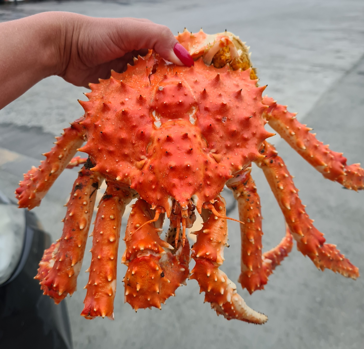 Кркабалка | Подледная ловля краба